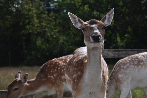 Friendly deer, Scandinavian Wildlife Park, Denmark